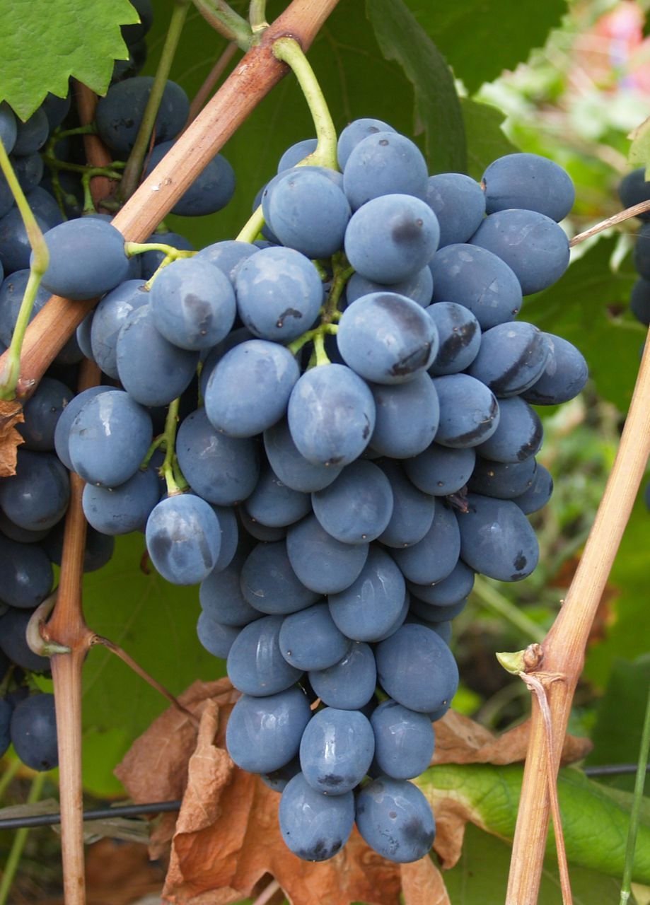 Виноград «Молдова» C2 высота 60-80 см в Краснодаре – купить по низкой ценев интернет-магазине Леруа Мерлен