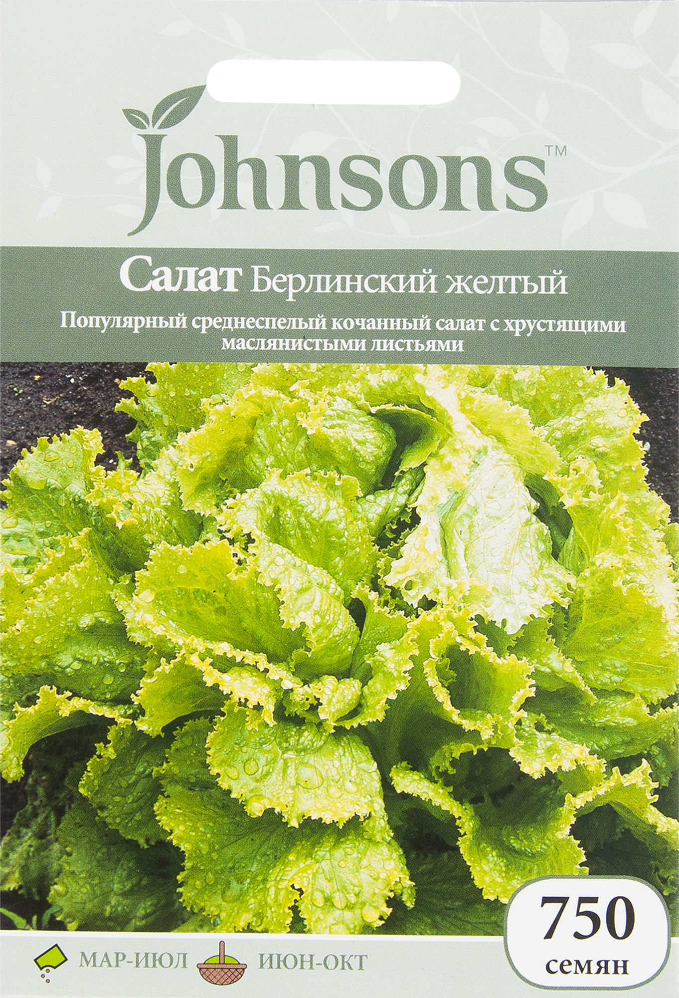 Салат берлинский желтый. Салат кочанный Берлинский желтый. Сорт салата Берлинский желтый. Салат листовой Берлинский жёлтый. Салат кочанный Берлинский.