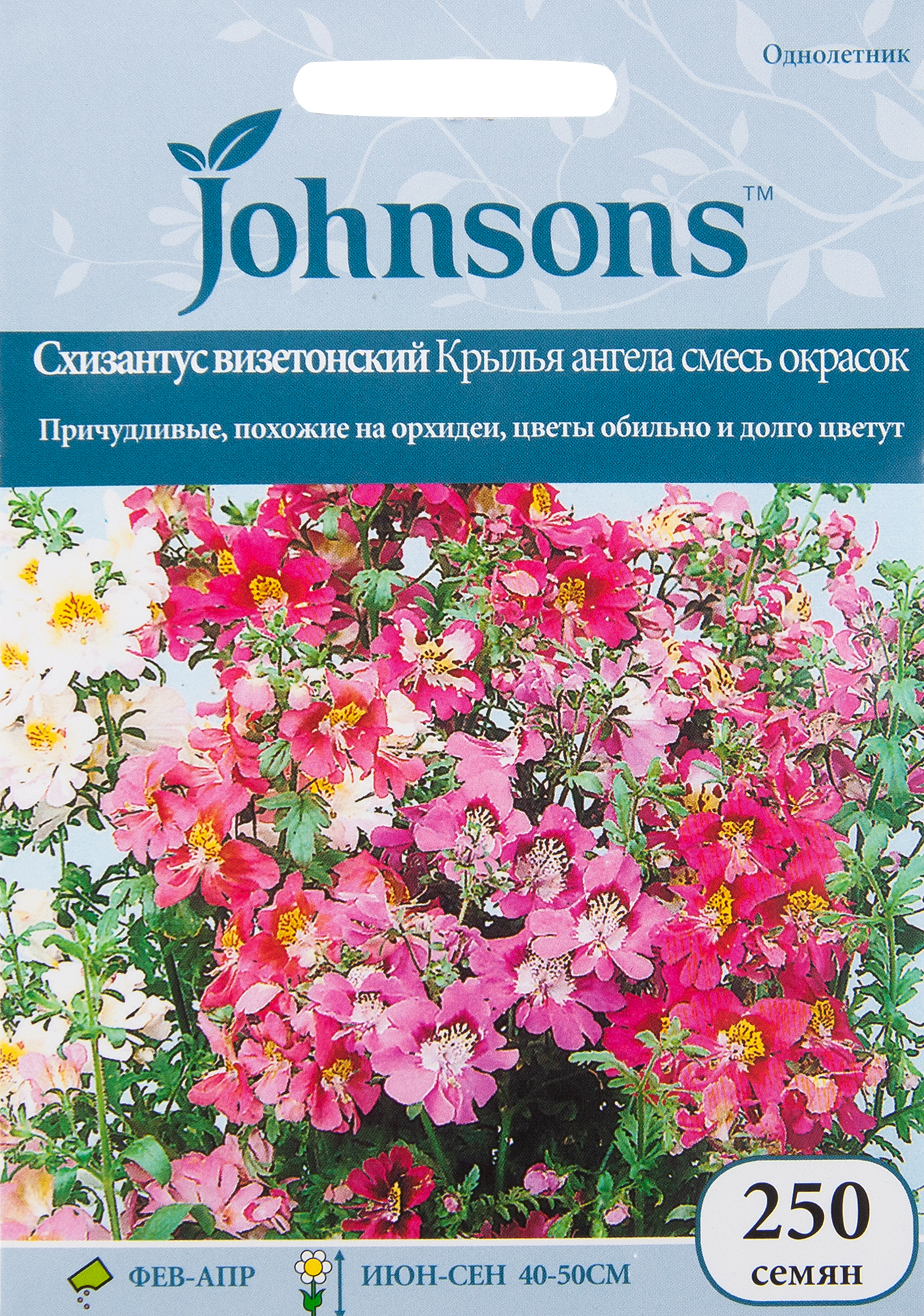 Схизантус Крылья ангела, смесь. Схизантус визетонский Крылья ангела. Цветы схизантус Крылья ангела. Семена схизантус Крылья ангела.