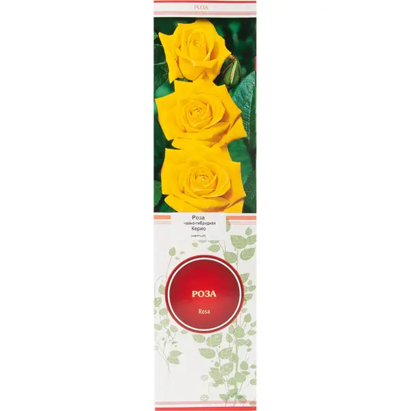 Роза чайно-гибридная Керио в тубе Поиск Инвест роза чайно гибридная черри бренди h100 см
