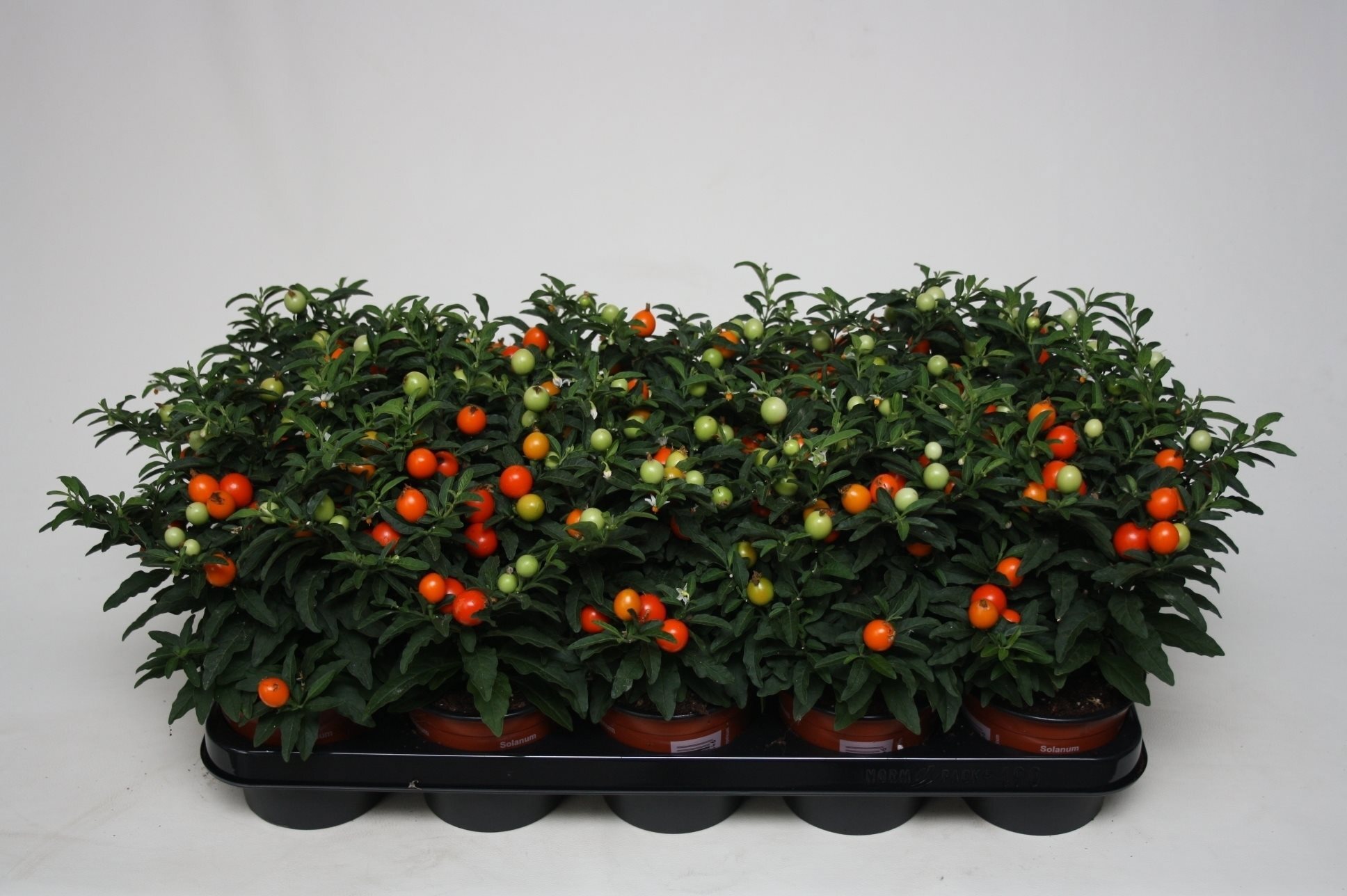 Solanum pseudocapsicum 12 25