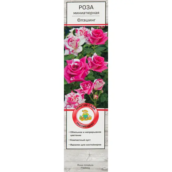 Роза миниатюрная Флэшинг картина на подрамнике леди роза 70 110