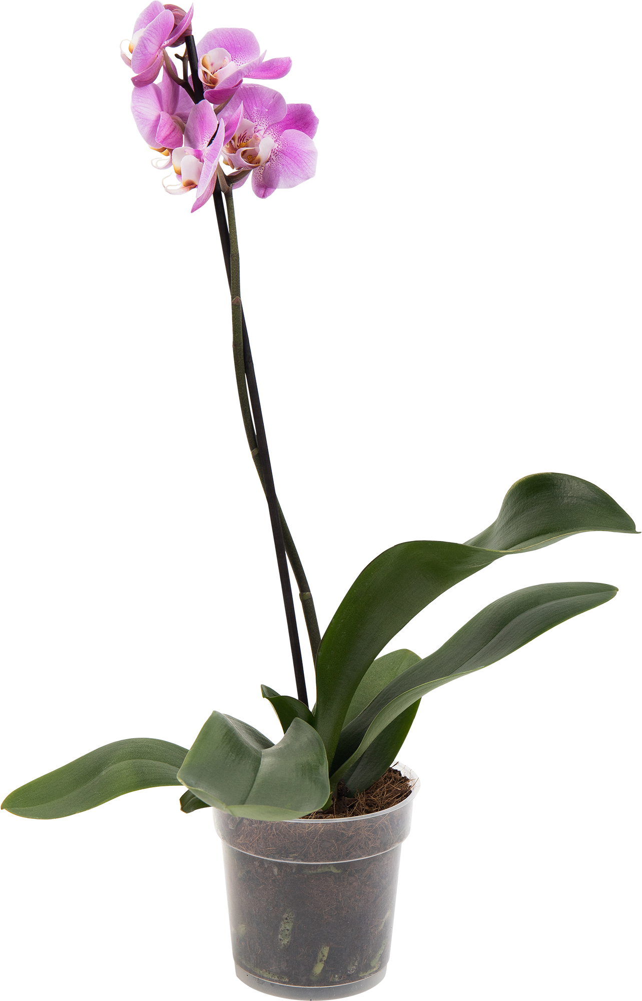 Купить орхидею нижний новгород ред наоми 70 см