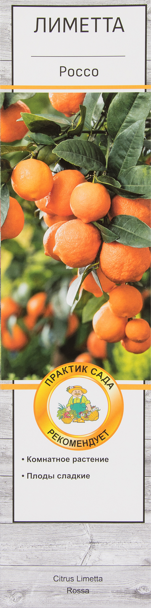 Цитрус Лиметта Россо в тубе Поиск Инвест ✳️ купить по цене 1000 ₽/шт. в  Омске с доставкой в интернет-магазине Леруа Мерлен