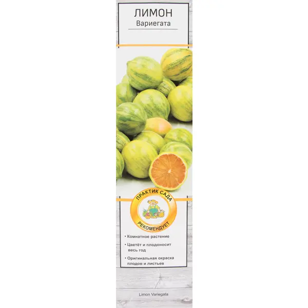 Цитрус Лимон Вариегата в тубе Поиск Инвест цитрус лимон лунарио h37 см