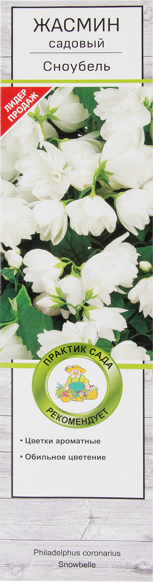 Жасмин садовый-Чубушник Сноубель ✳️ купить по цене 322 ₽/шт. в Саратове с  доставкой в интернет-магазине Леруа Мерлен