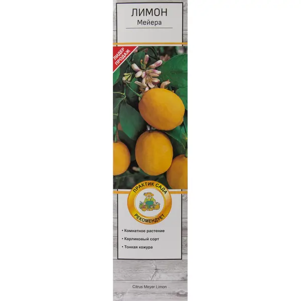 Лимон Мейера в тубе Поиск Инвест цитрус лимон лунарио h37 см