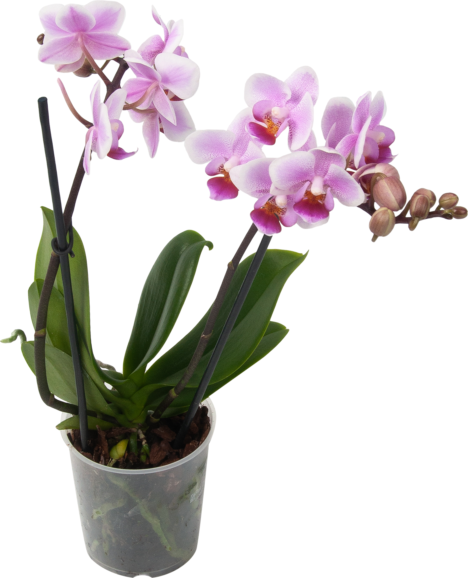 Леруа мерлен орхидея в горшке. Орхидея фаленопсис супер Экстра микс. Фаленопсис микс d12 h40. Фаленопсис Экстра микс. Фаленопсис промо микс.