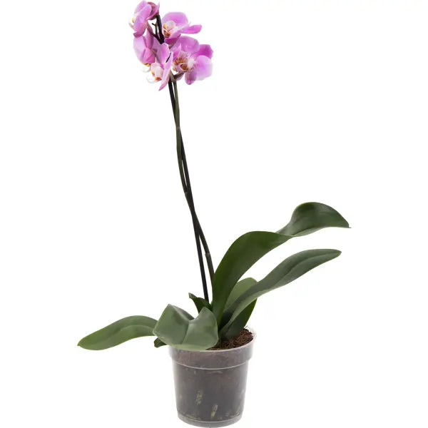 Орхидея Фаленопсис промо ø12 h40 - 55 см орхидея фаленопсис блю окрашенный ø12 h60 см синий