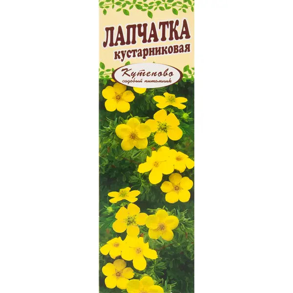 Лапчатка желтая в коробке лапчатка кустарник jasman variety 33 55 см
