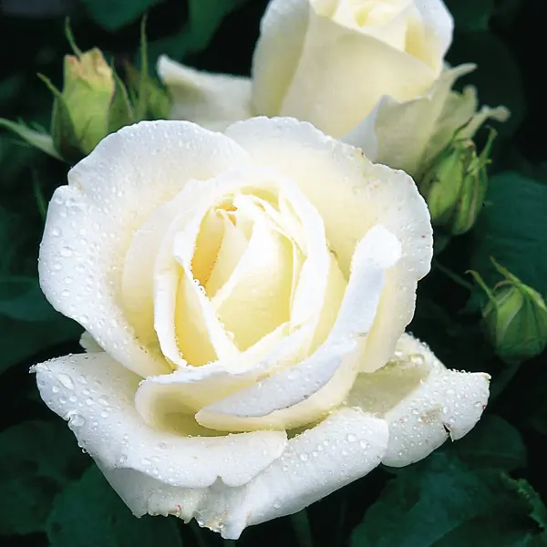 Роза чайно-гибридная «Акито» белая 19x55 см