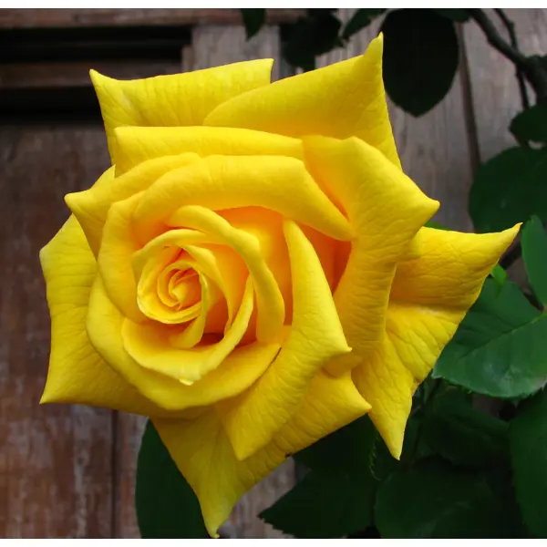 фото Роза чайно-гибридная «сейко» жёлтая 19x55 см plantmarket