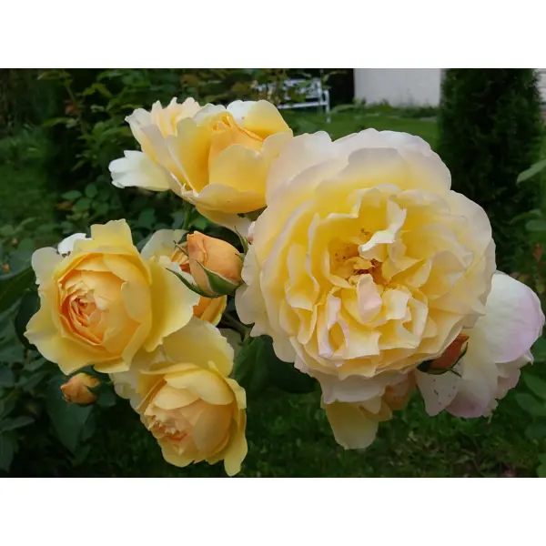 Роза парковая «Грэхам Томас» 19x55 см в Москве – купить по низкой цене в интернет-магазине Леруа Мерлен