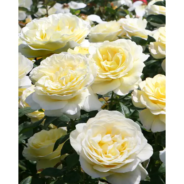 Роза почвопокровная «Нина Поулсен» 19x55 см роза почвопокровная миниатюра ориндж 3 5 л