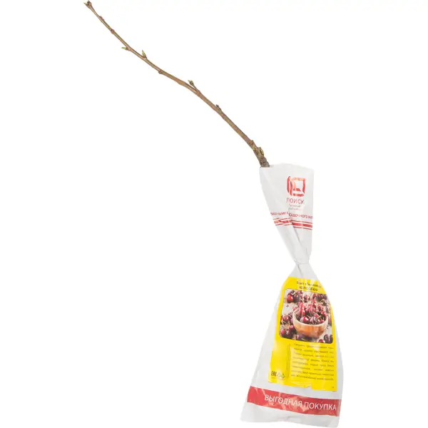 Вишня Молодежная вишня обыкновенная стойкая пакет h50 см