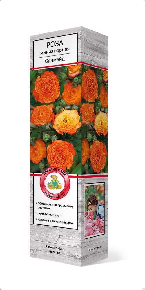 Роза миниатюрная Санмейд по цене 288 ₽/шт. купить в Москве в  интернет-магазине Леруа Мерлен