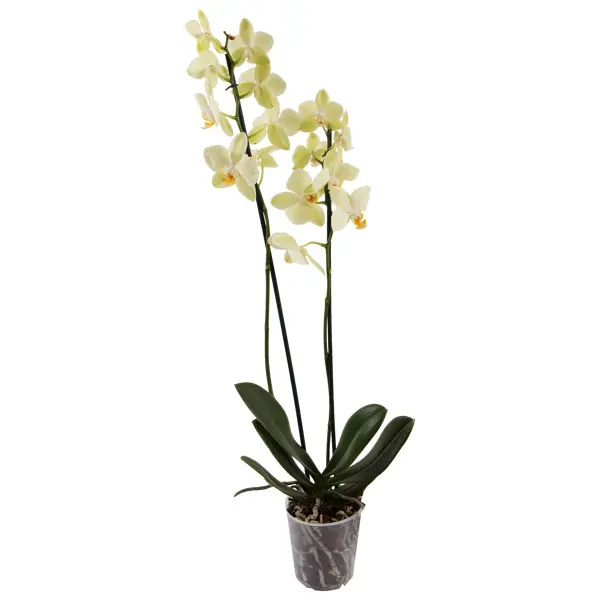 Орхидея Фаленопсис Солид Голд ø12 h60 см желтый пеперомия грин голд ø12 h80 см