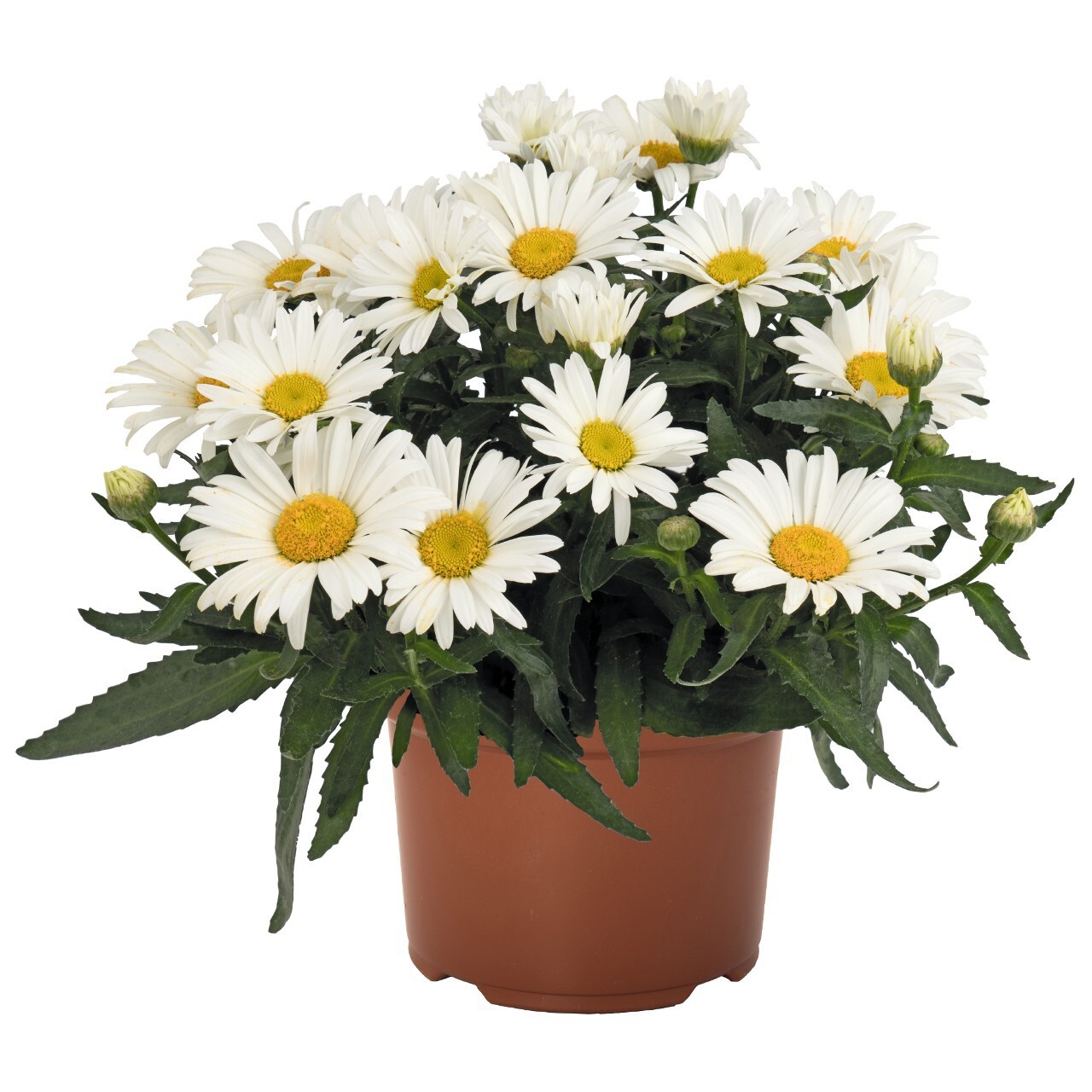 Нивяник Leucanthemum