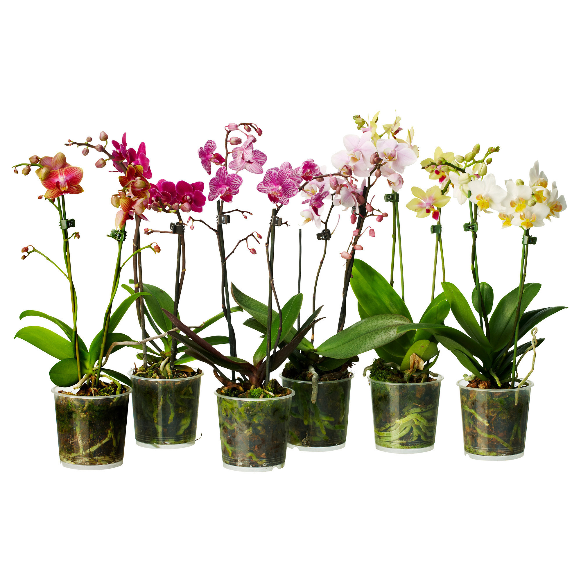 Купить орхидею в саратове. Орхидея микс d12 h60. Фаленопсис микс d12 h40. Орхидея фаленопсис микс. Цветы фаленопсис микс.