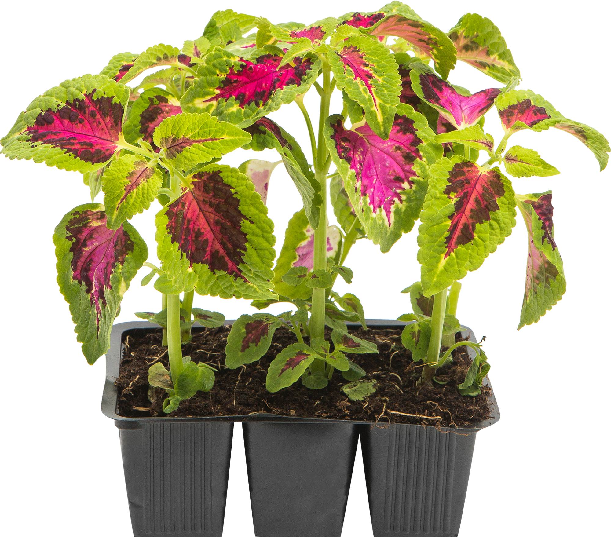 Колеус Ренельта Coleus rehneltianus. Колеус Crimson Ruffles. Колеус Блюма.