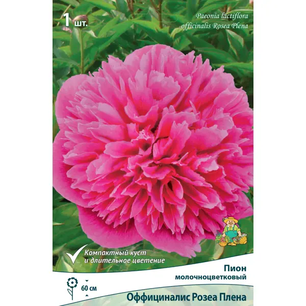 Пион молочноцветковый травянистый «Оффициналис Розеа Плена» разбор 1-2
