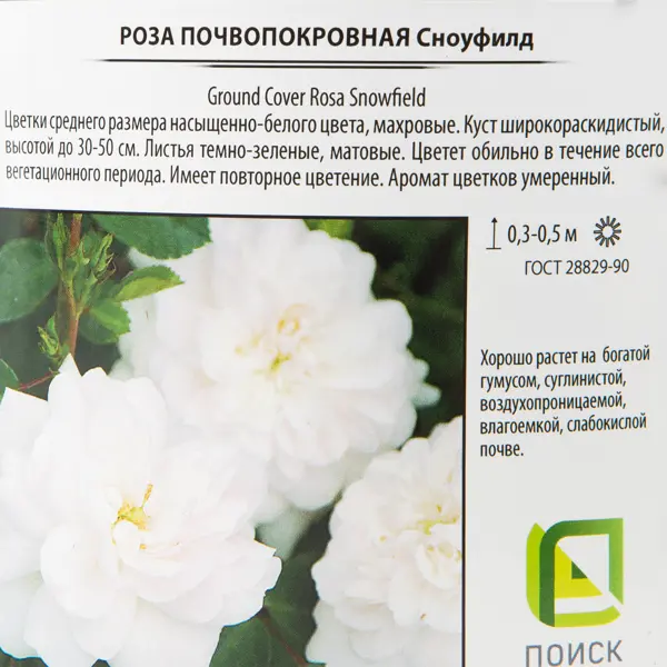 Роза почвопокровная «Сноуфилд» 18.5x30 см в Москве – купить по низкой цене в интернет-магазине Леруа Мерлен