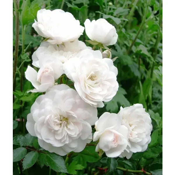 Роза почвопокровная «Сноуфилд» 18.5x30 см в Москве – купить по низкой цене в интернет-магазине Леруа Мерлен