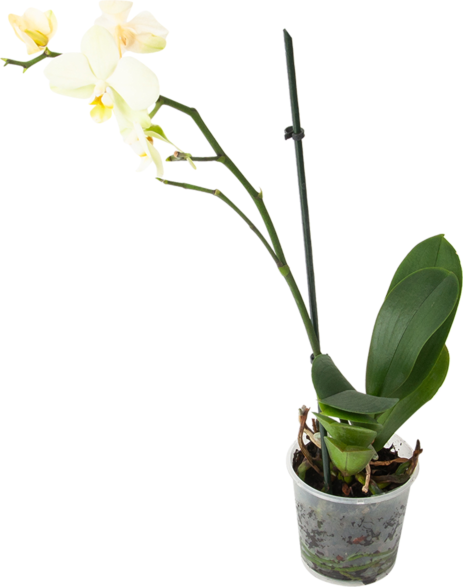 Леруа мерлен орхидея в горшке. Фаленопсис Merlin. Фаленопсис 2 ст 12/70см. Yuka - линейка exclusivo, Арома (2 цветоноса; ø 12.