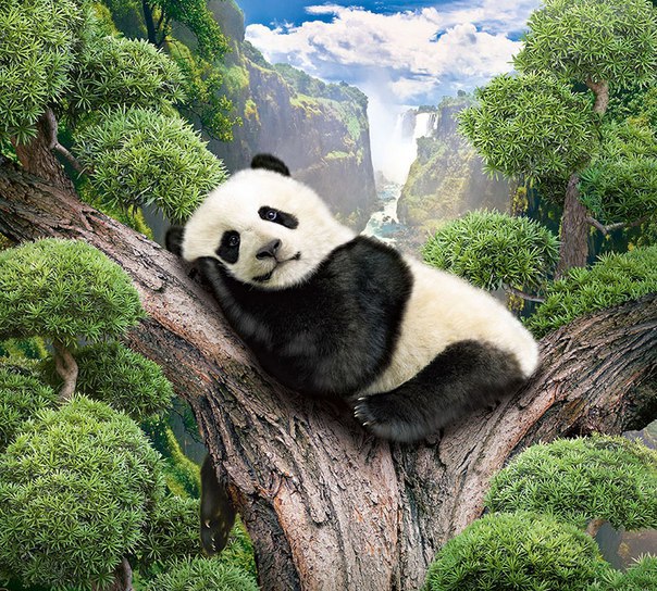 Фотообои DeliceDecor Милая панда Ф 181 300х270 см в Москве – купить по низкой цене в интернет-магазине Леруа Мерлен