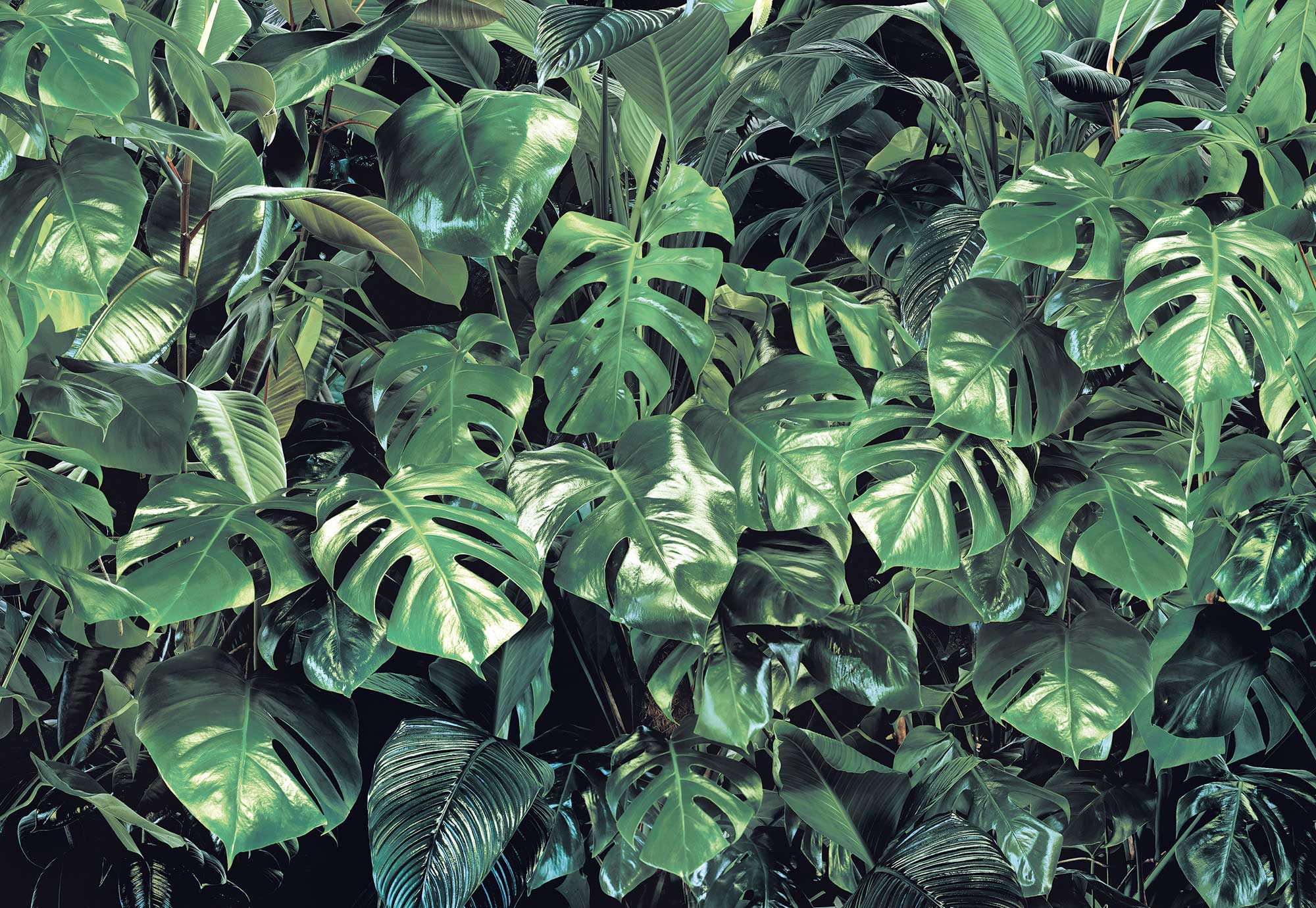 Листья джунгли