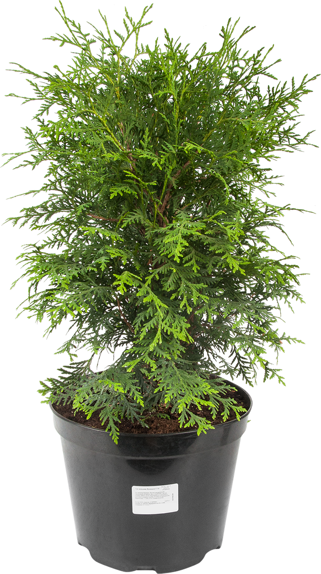 Туя вудварди. Туя Западная Вудварди. Туя Западная Woodwardii. Thuja occidentalis Woodwardii.