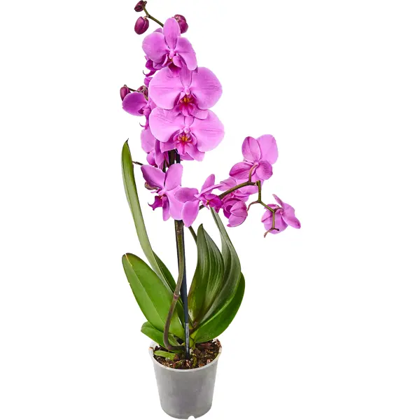 Орхидея оренбург купить нарцисс доставка