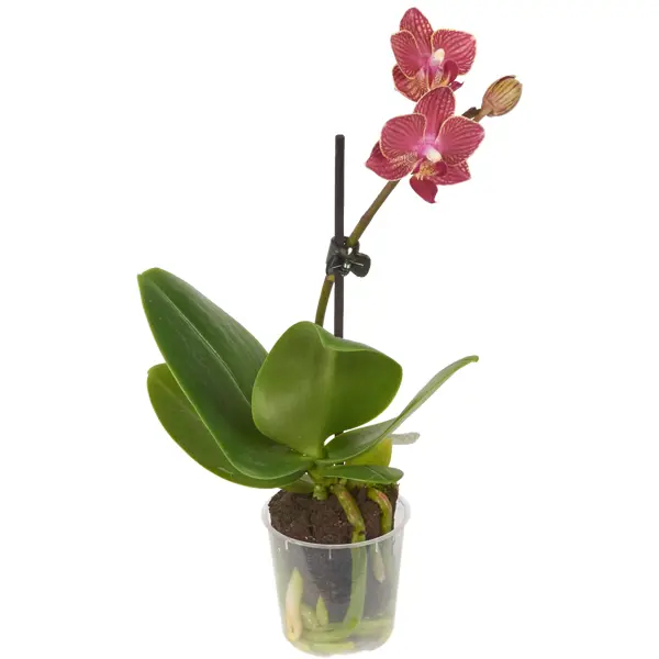Орхидея Фаленопсис микро ø6 h20 см Центр букетов