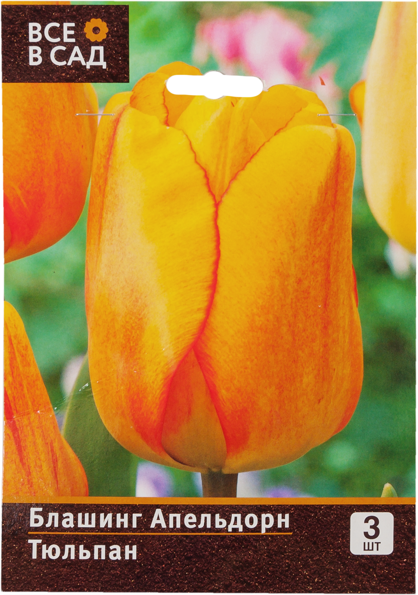 Тюльпан голден апельдорн фото и описание