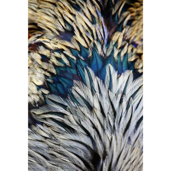 Картина на стекле «Перо» 40x60 см цвет белый/голубой картина на стекле лавандовые поля 50x70 см