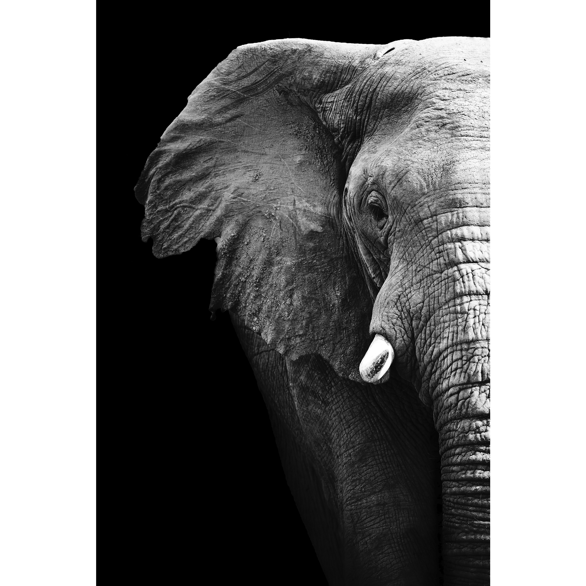 Картина Слоны репродукция 70х100 принт