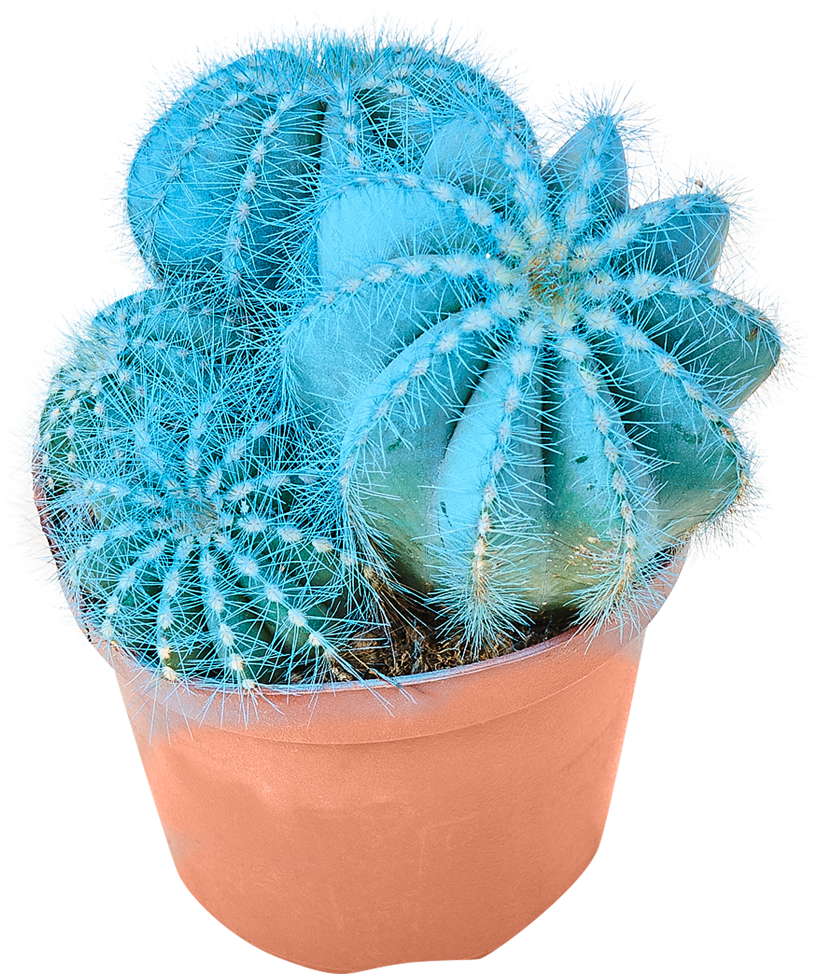 синий кактус