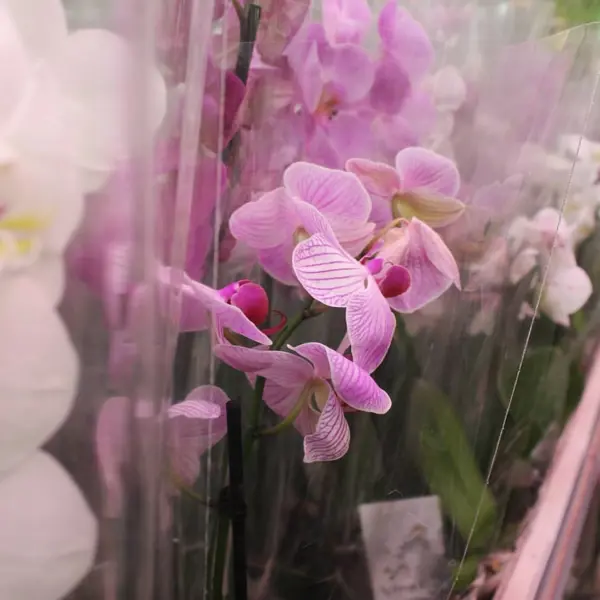 Павильон с уникальной коллекцией орхидей