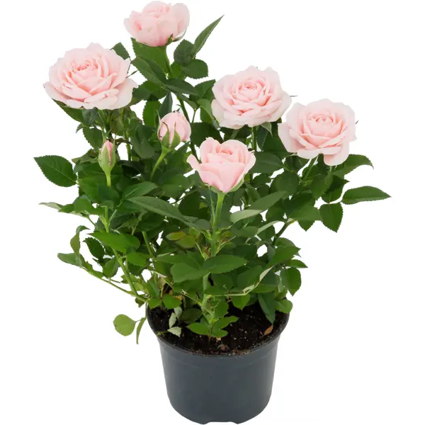 Роза горшечная Кордана микс 10,5x10,5 см
