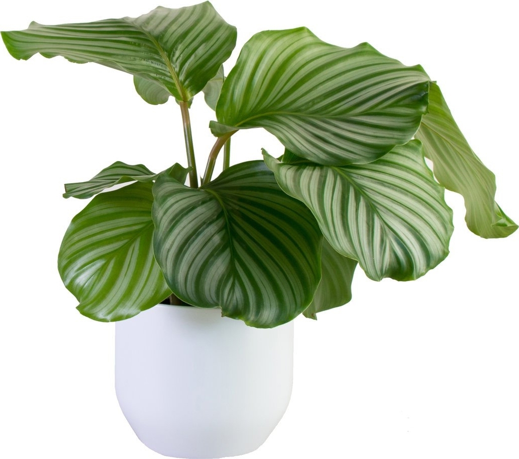 Calathea орбифолия