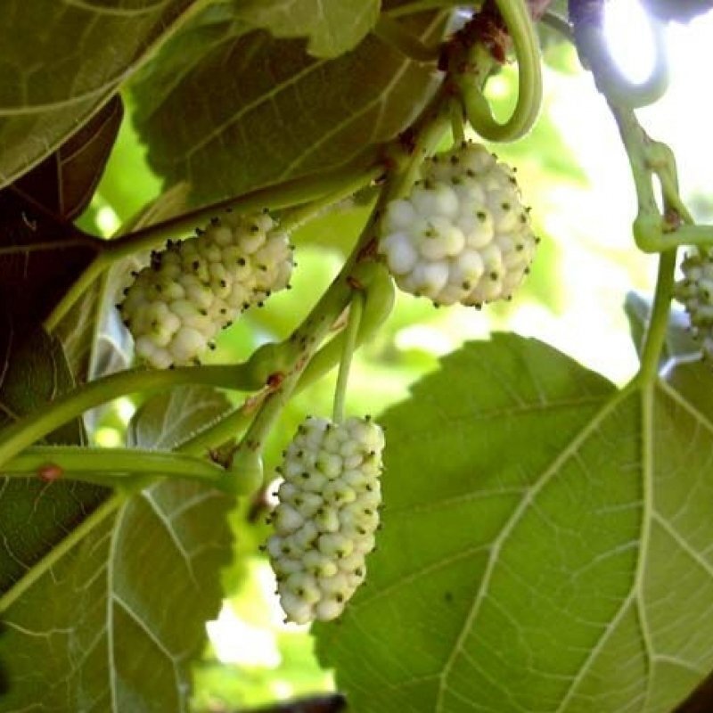 Шелковица белая медовая фото дерева и листьев