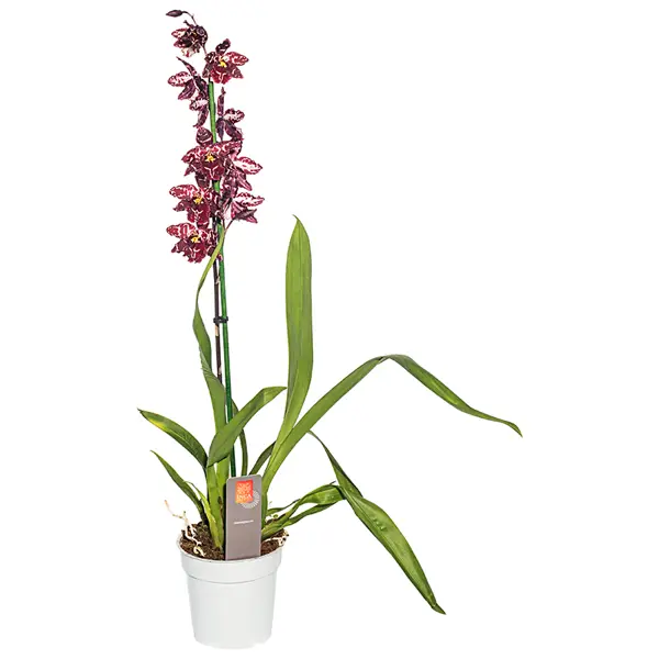 Орхидея Камбрия микс ø12 h65 см ценникодержатель с зажимом 18 5 5 4 4 вращающийся 360 градусов микс