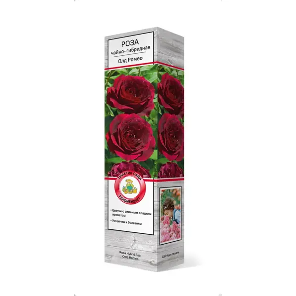 Роза чайно-гибридная Олд Ромео h37 см bamoer аутентичный 925 стерлингового серебра вишня cerise роза цветок бусины шармы подходит браслеты и браслеты