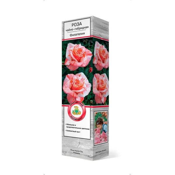 Роза чайно-гибридная Филателия h37 см роза чайно гибридная папа мейян h100 см
