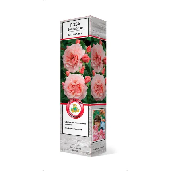 Роза флорибунда Ботичелли h37 см