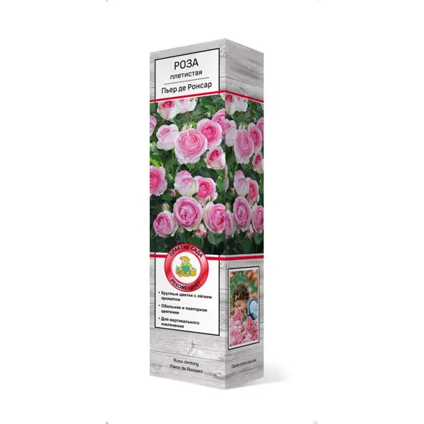Роза плетистая Пьер де ронсар h37 см роза плетистая эконом спрей в ассортименте