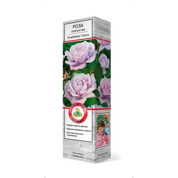 Роза плетистая Клайминг си-си h37 см в Москве – купить по низкой цене в интернет-магазине Леруа Мерлен