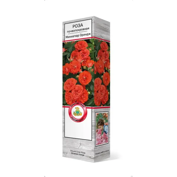 Роза почвопокровная Миниатюр ориндж h37 см