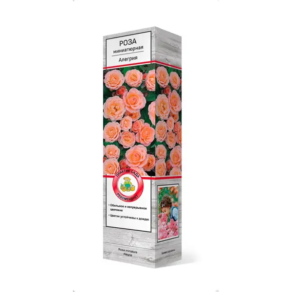 Роза миниатюрная Алегрия h37 см абрикос рубиста
