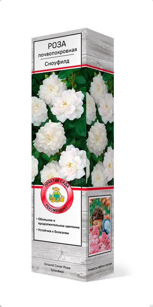 Роза почвопокровная Сноуфилд h37 см в Москве – купить по низкой цене в интернет-магазине Леруа Мерлен